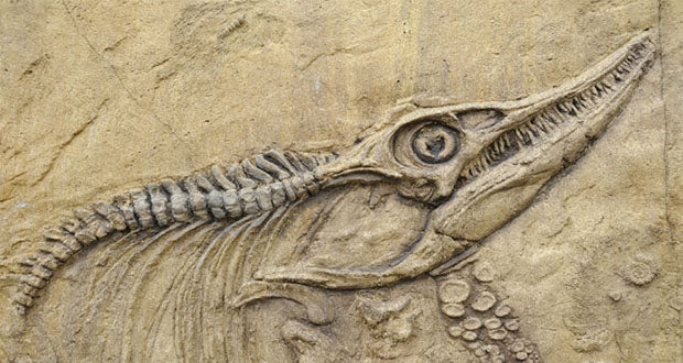 How do you teach kids about fossils?