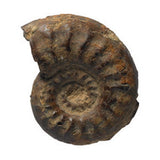 Learning Resources Fossils Collection